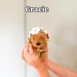 Gracie - Cream female Goldendoodle puppy in Salem, Utah from Karmadoodlee