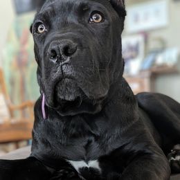 Nave' - Cane Corso