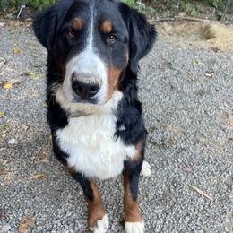 Bonnie - Bernese Mountain Dog