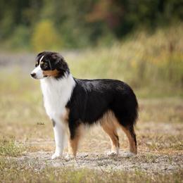 Australian Shepherd puppies from Willowlake Australian Shepherds