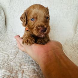 Orange - male Golden Mountain Doodle puppy in Leander, Texas from Olive Grove Doodles