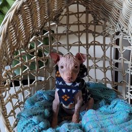 Butters - Chocolate and tan male American Hairless Terrier puppy in Cañon City, Colorado from Chupacabra Kennel