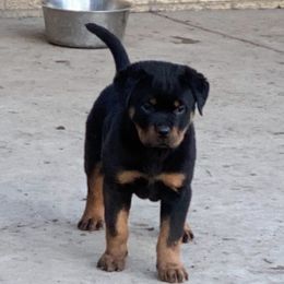 Rottweiler Puppies from Jon Holmquist's Rottweilers