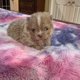 Trever - Lavender male Pomsky puppy in Bucyrus, Missouri from Hill Top Pomskies