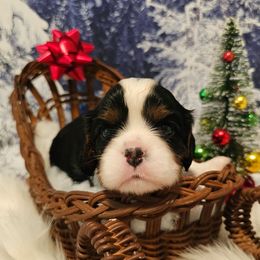 AKC BOY 2 - Tri-color male Cavalier King Charles Spaniel puppy in Bonney Lake, Washington from House of Happy Cavaliers