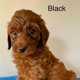 Black - Red male Irish Doodle puppy in Bloomfield, Iowa from Schooley Doodles