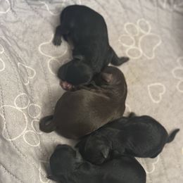 Poodle puppies from Parti-Pawz