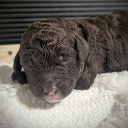 Alfredo - Brown and white male Sheepadoodle puppy in Berwick, Pennsylvania from Wright’s Wiggle Butts