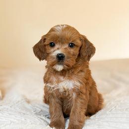 Tinkerbell - Red  female Goldendoodle puppy in Sallisaw, Oklahoma from Huddle Puppies