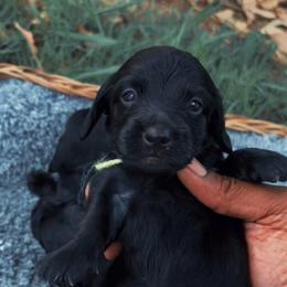 Pepper - Black female Dachshund puppy in Los Angeles, California from Mini Doxies R Us