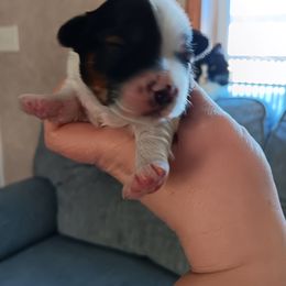 Kiki - Morkie puppy in Duluth, Minnesota from The Morkie Mafia