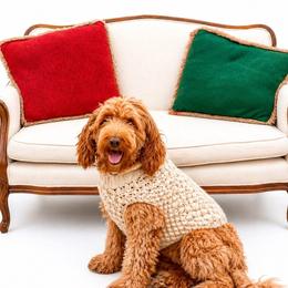 Ellie - Australian Labradoodle