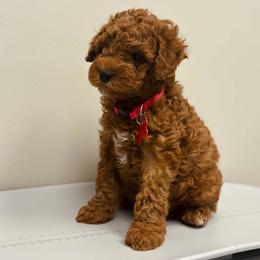 Bernedoodle, Goldendoodle, and Poodle Puppies from 4goldendoodles