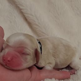 Boy 2 - Cocker Spaniel puppy in Kountze, Texas from Southeast Texas Cocker Spaniels