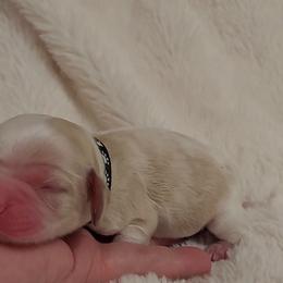 Boy 2 - Cocker Spaniel puppy in Kountze, Texas from Southeast Texas Cocker Spaniels
