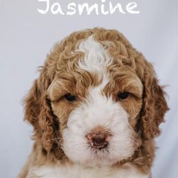 Goldendoodle Puppies from Lover Dover Doodles