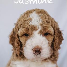 Goldendoodle Puppies from Lover Dover Doodles