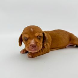 Georgie - Red male Dachshund puppy in Waddell, Arizona from Neu Doxies