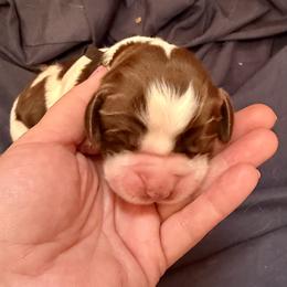 Black - Liver and white male English Springer Spaniel puppy in Wells, Vermont from Everyday Sunshine Springers