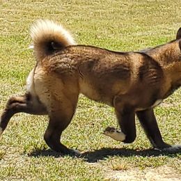 Leeloo - Akita