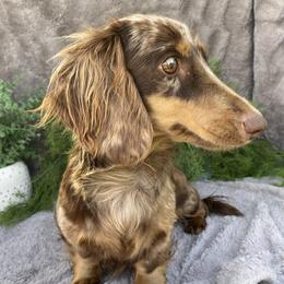 Scarlett - Dachshund
