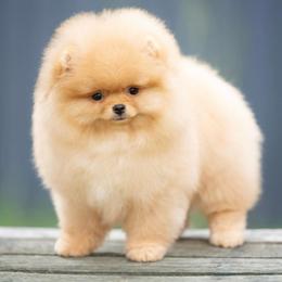 Gracy - Cream sable female Pomeranian puppy in Jefferson City, Missouri from MJ’s Pomeranians