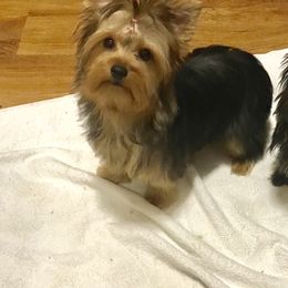 Sophia - Yorkshire Terrier