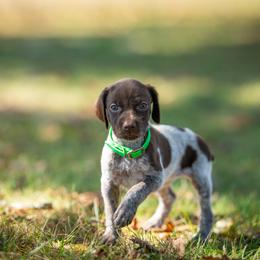 Hex - Liver roan female German Shorthaired Pointer puppy in Greensburg, Kentucky from Nosam Kennels- Hungarian Vizslas, and German Shorthairs Located in Kentucky
