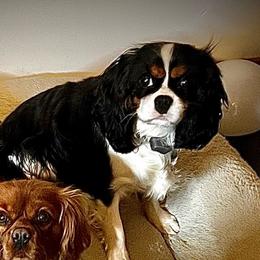 Macy   Tricolor back row - Cavalier King Charles Spaniel