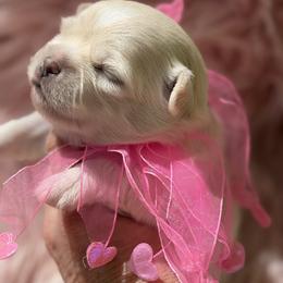 Teddy - Cream and white male Chihuahua puppy in Brooksville, Florida from Daystars Chihuahuas