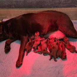 Pup2 - Chocolate male Labrador Retriever puppy in Dartmouth, Massachusetts from Dolce Amore Labradors