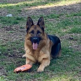 Cindy - German Shepherd