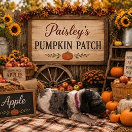 Apple - Merle female Bernedoodle puppy in Julian, Pennsylvania from Happy Valley Doodles