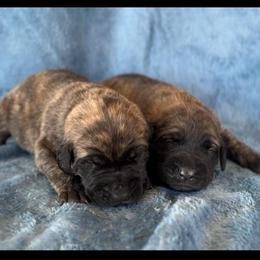 April - Brindle female Mastiff puppy in Wewoka, Oklahoma from P Diamond Mastiffs