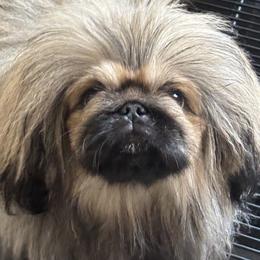 Wonton - Fawn sable male Pekingese puppy in Norton, Ohio from Ven-Mar Pekingese