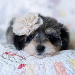 Golden Tempo - Merle female Schnoodle puppy in Grove, Oklahoma from Grand Lake Poodles & Doodles
