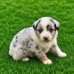 Hennessy - Blue merle male Australian Shepherd puppy in Howardsville, Virginia from Spectacular Aussies and Cavaliers