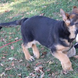 German Shepherd Puppies from Shepherd Station