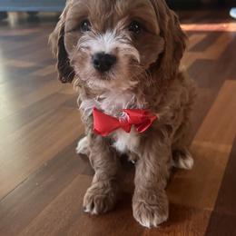 Jason - Red male Cavapoo puppy in Mint Hill, North Carolina from DoodleForever