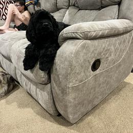 Cocker Spaniel All Grown Up from 4D