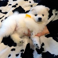 American Eskimo Dog Puppies from Tribe of Aryelle