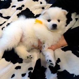 American Eskimo Dog Puppies from Tribe of Aryelle