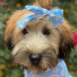 Goldendoodles and Whoodles from Downsville Doodles