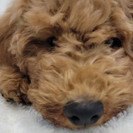 Boy 3 - Apricot Goldendoodle puppy in Delta, Utah from Delta Doodles and Poodles