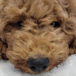 Boy 3 - Apricot Goldendoodle puppy in Delta, Utah from Delta Doodles and Poodles