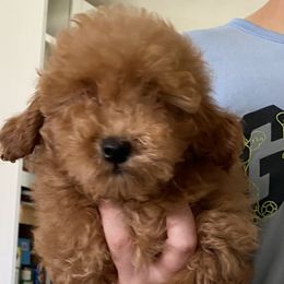 Puppy 3 - Red male Assorted Doodle Crosses puppy in San Jacinto, California from Goldens and Doodles