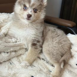 Lincoln - Merle male Pomsky puppy in Casa Grande, Arizona from Arizonas Pomsky Squad