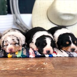 Australian Shepherds and Miniature Australian Shepherds from Wine Cup Ranch Aussies