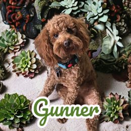 Gunner - Poodle