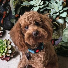 Gunner - Poodle